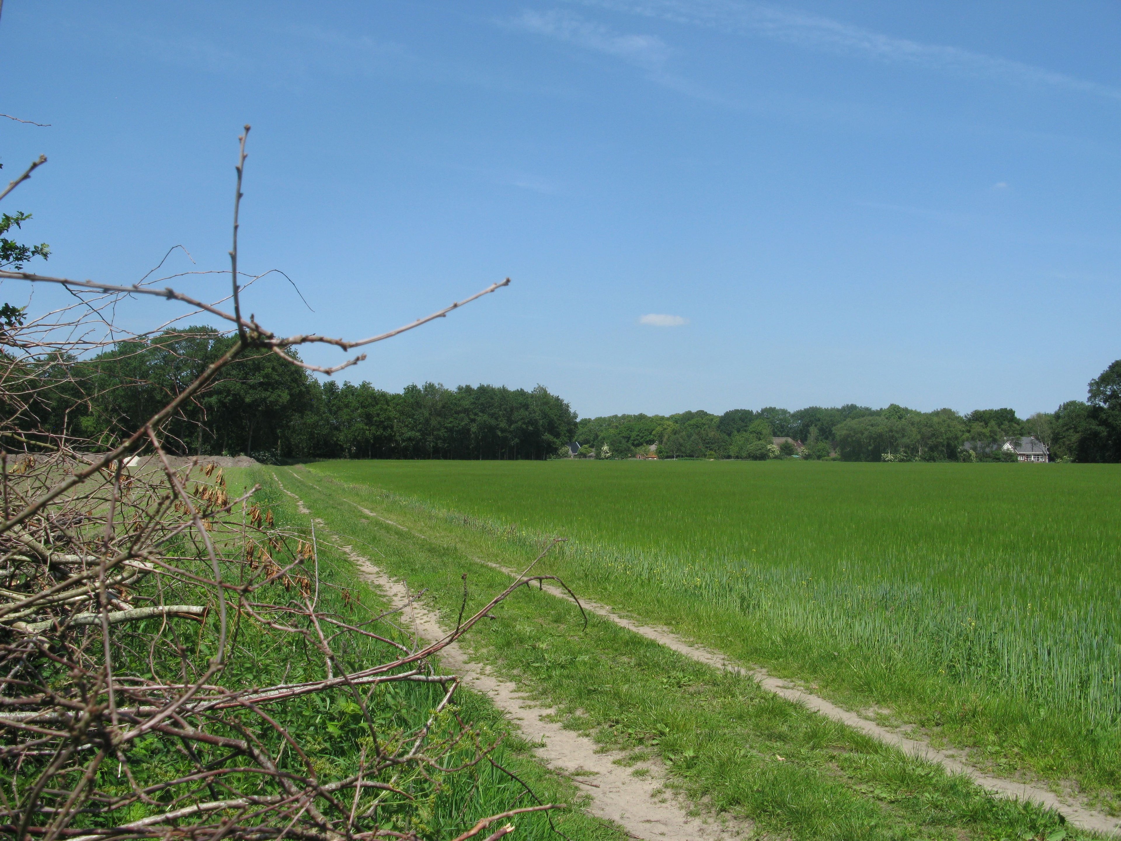 Drentse essen en landschap