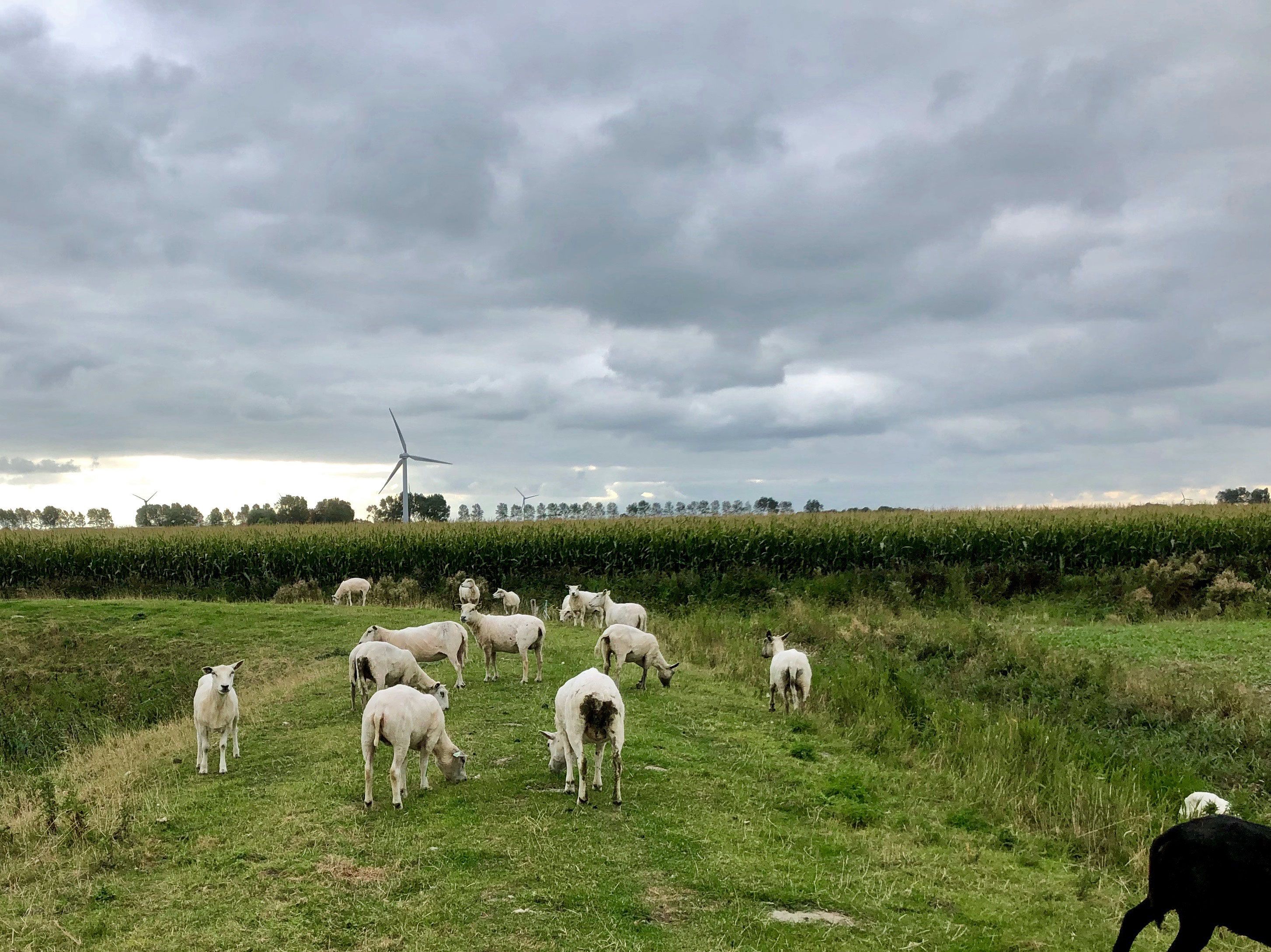 Pingjumer Gulden Halsband